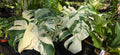 Monstera Albo