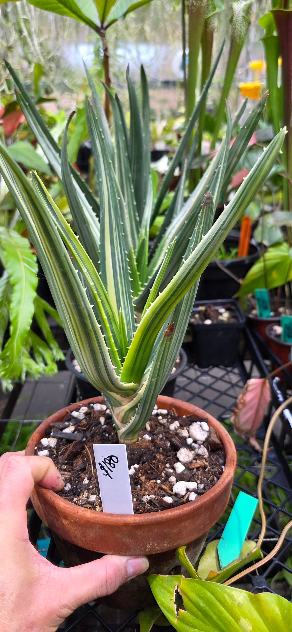 Aloe Tree Hercules 'Variegated'