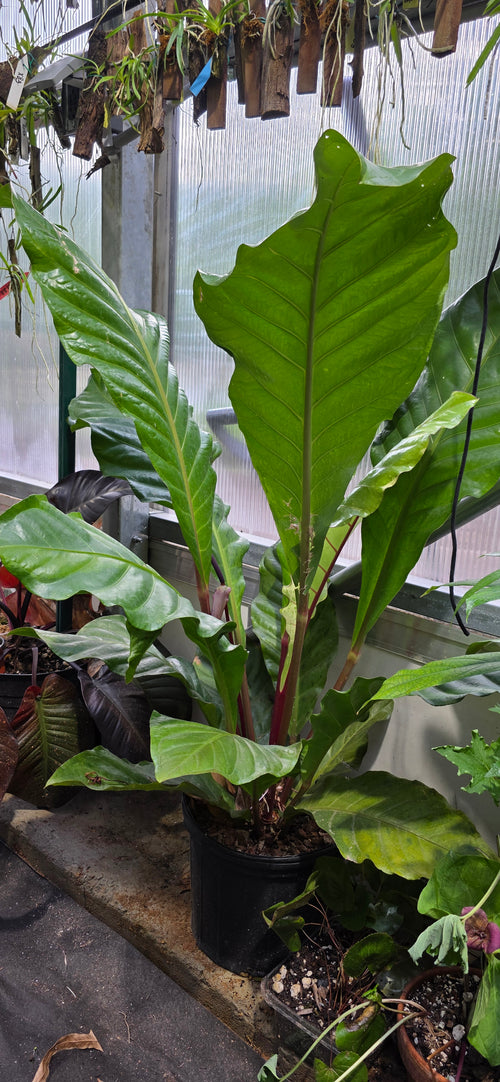 Anthurium Hookerei