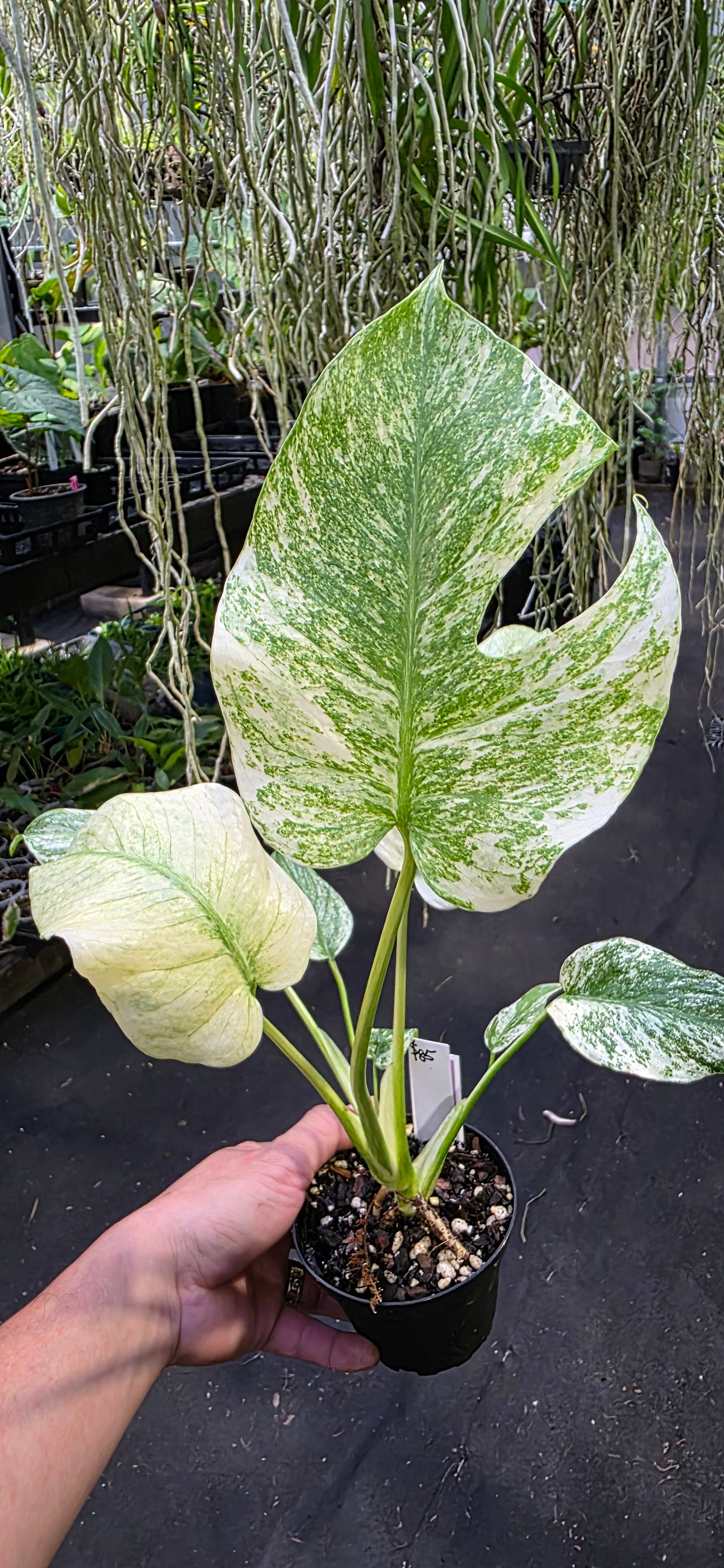 Monstera Mint