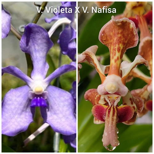 Exclusive: Seedling. Vanda Stephen Reinel-Tan (Nafisa X Violeta)