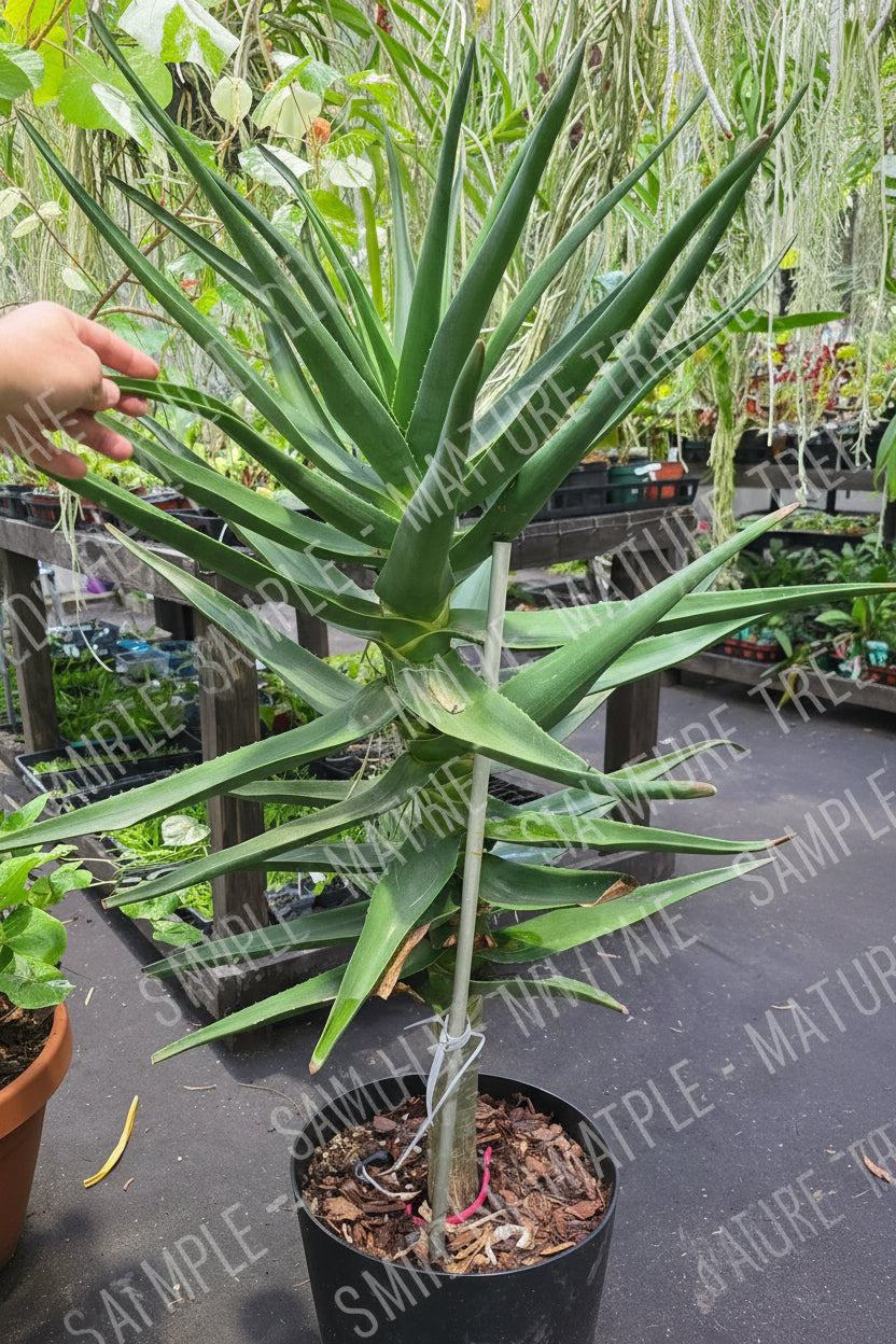 Aloe Tree Hercules 'Variegated'